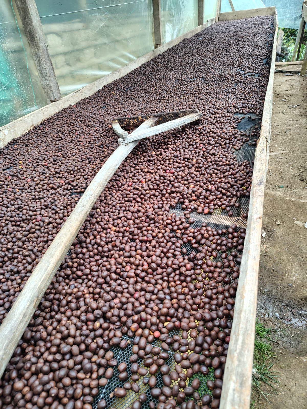 Coffee beans