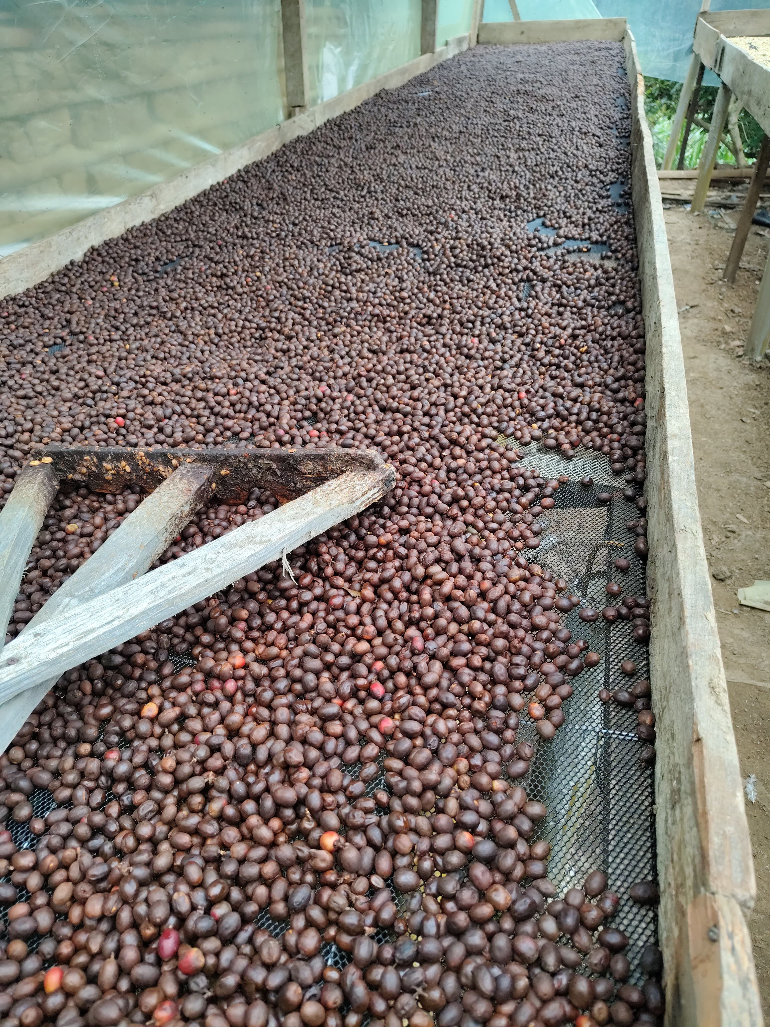 Coffee beans