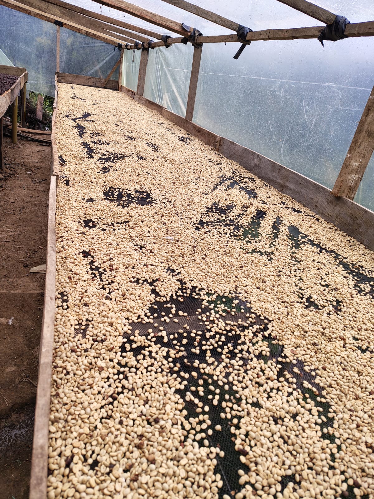 Coffee beans